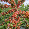 Wilder Lasso Pink Bourbon Carbonic Maceration - Image 2